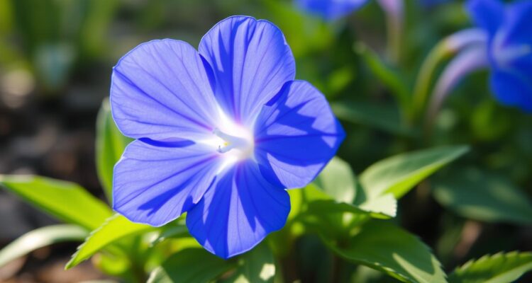 niebieski kwiat wiosenny